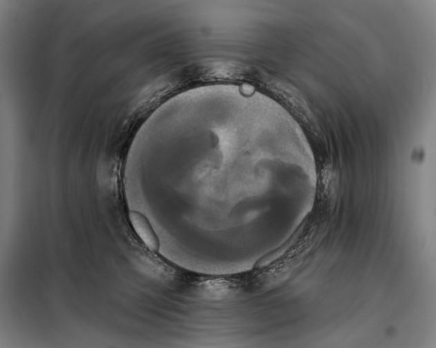 X0000097910423200804041505