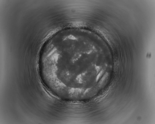 X0000097910443200804041505