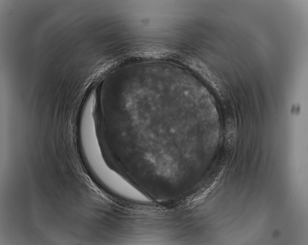 X0000097910585200804041503