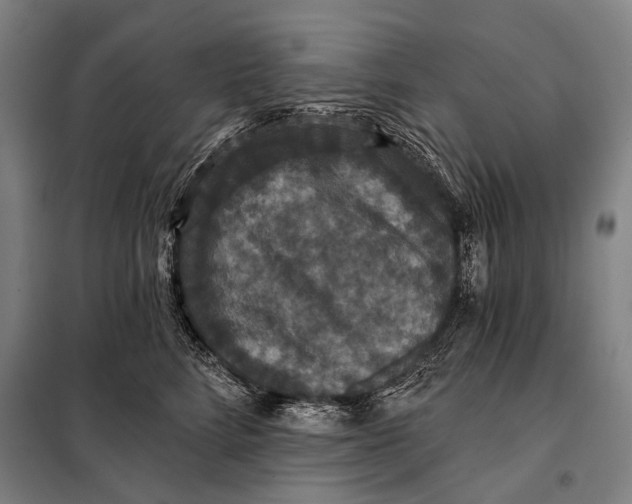 X0000097910712200804041501