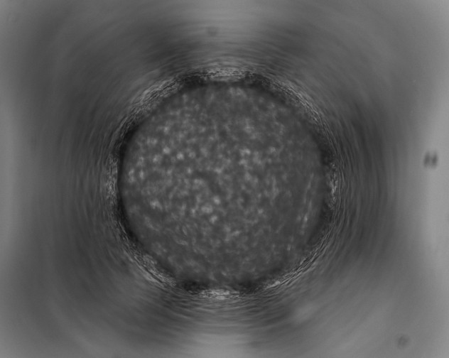 X0000097910745200804041501