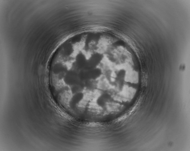 X0000097910835200804041459