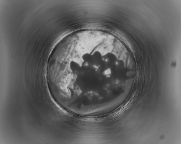 X0000097910855200804041500