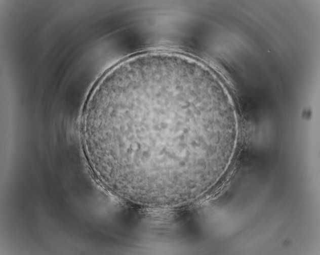 X0000097910856200804041500