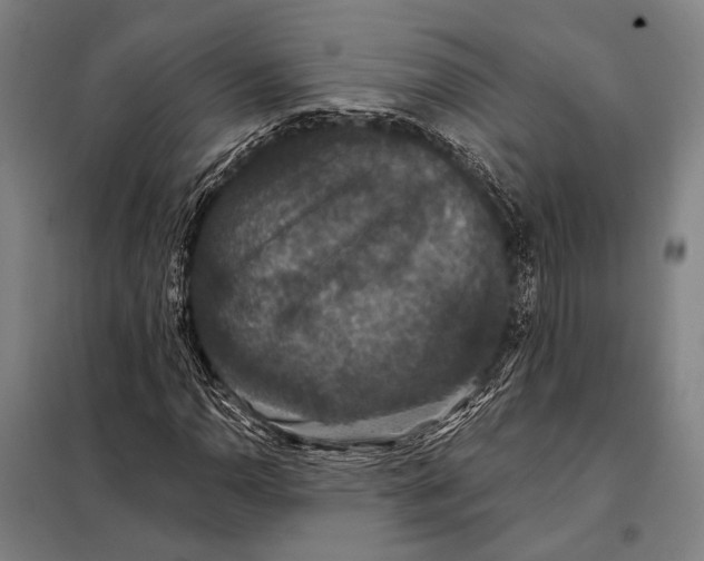 X0000097911110200804041455