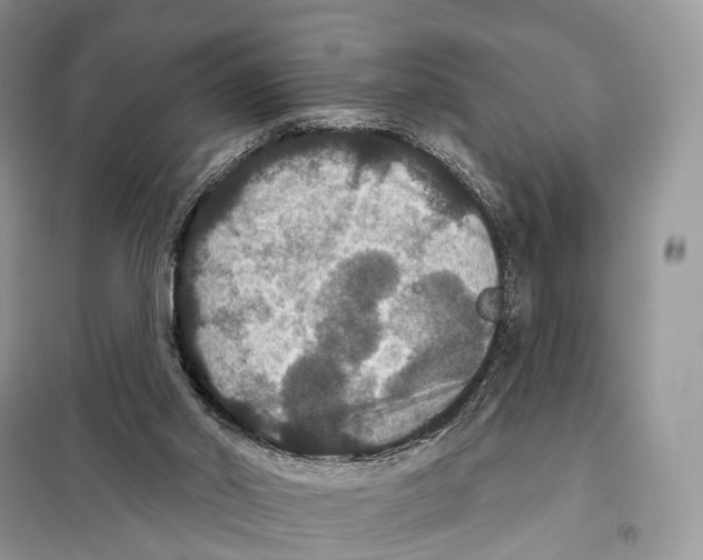 X0000097910014200804111125