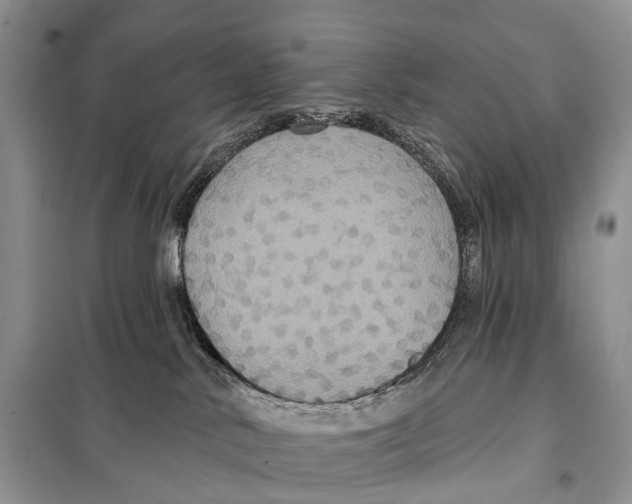 X0000097910042200804111125