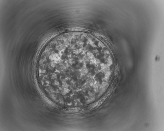 X0000097910049200804111124