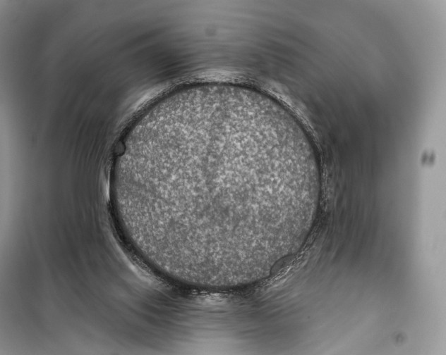 X0000097910062200804111124