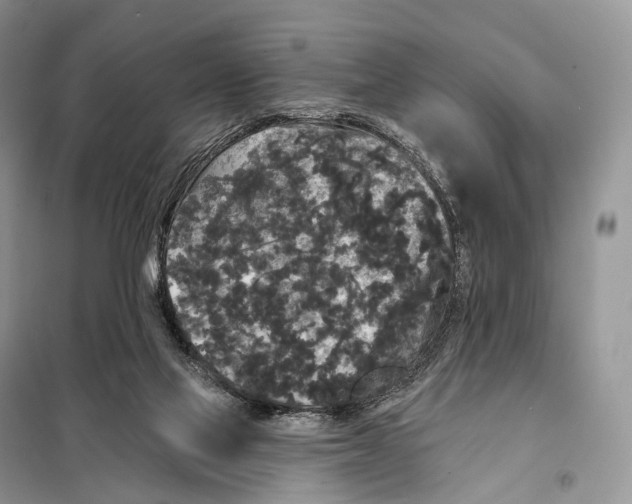 X0000097910069200804111124