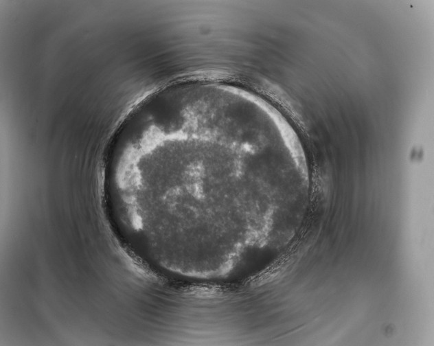 X0000097910110200804111123