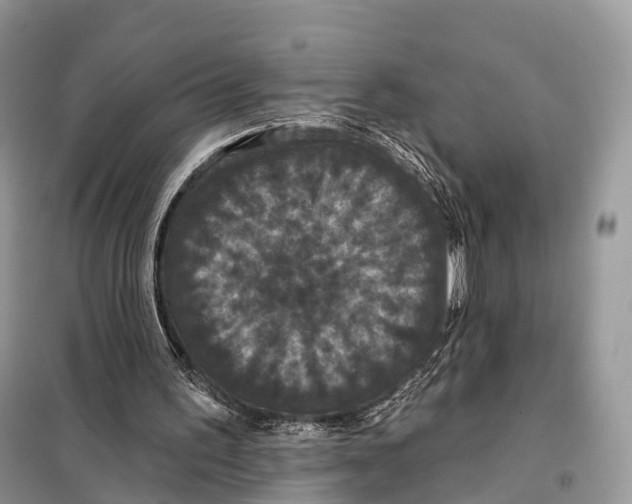 X0000097910195200804111122