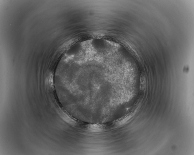 X0000097910238200804111121