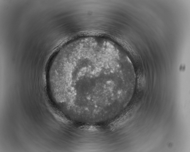 X0000097910254200804111120