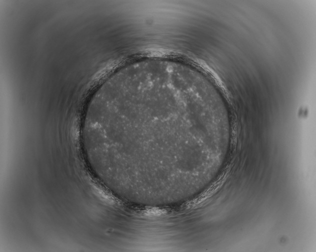 X0000097910257200804111121