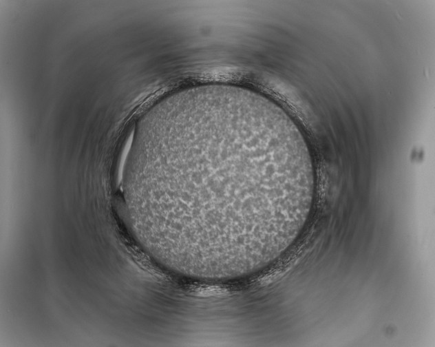 X0000097910258200804111121