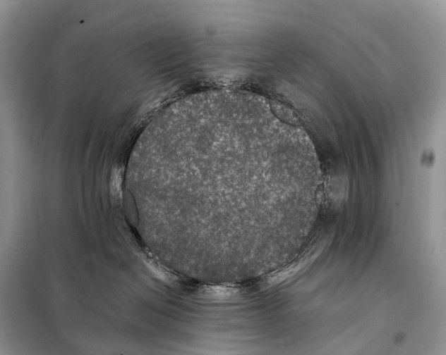 X0000097910286200804111121