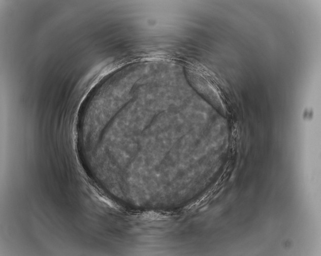 X0000097910290200804111120