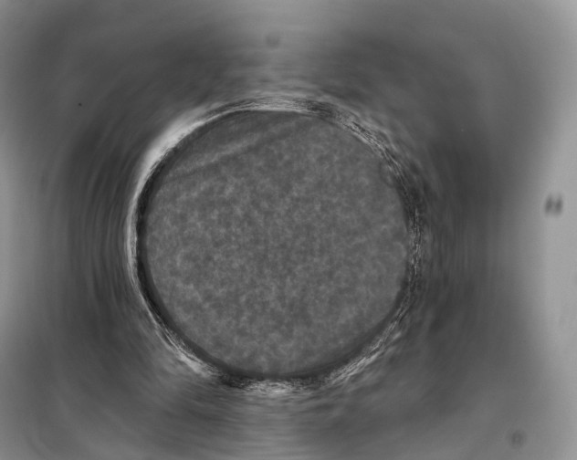 X0000097910294200804111120