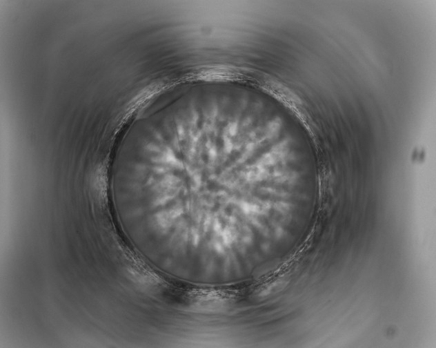 X0000097910297200804111120