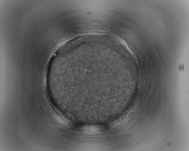 X0000097910299200804111120