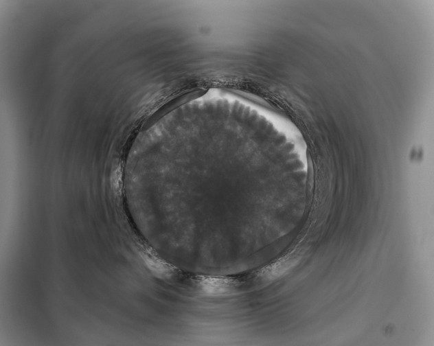 X0000097910336200804111120