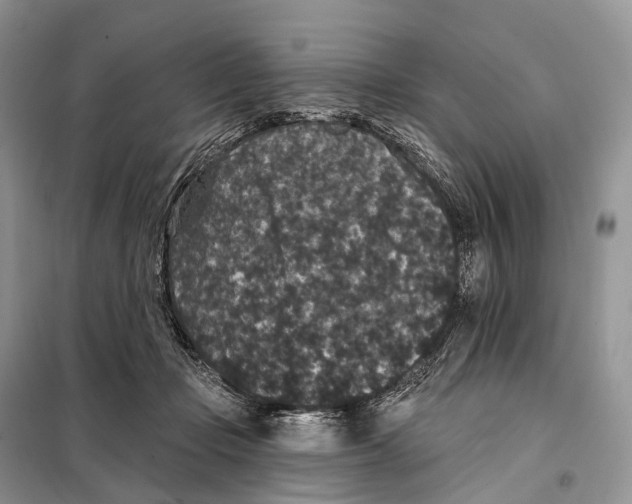 X0000097910365200804111119