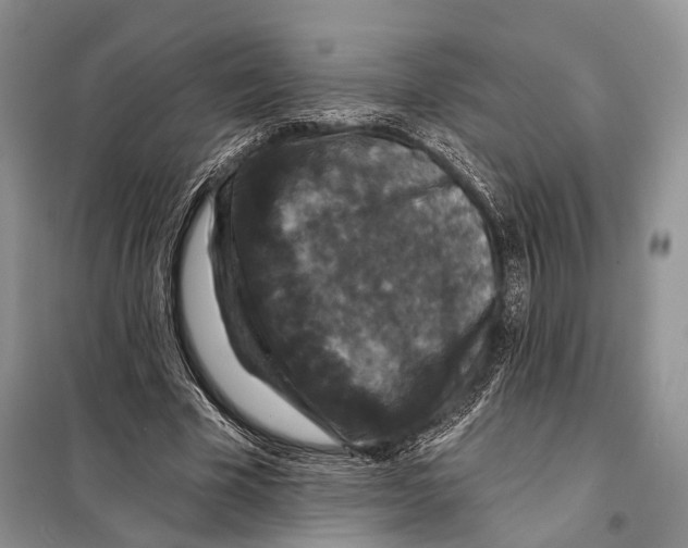 X0000097910585200804111115