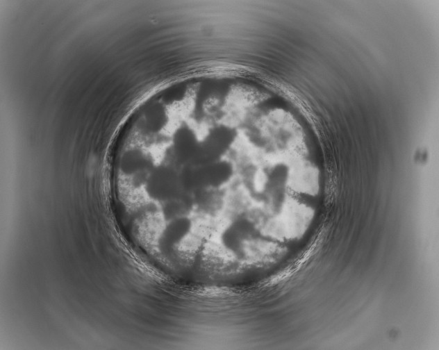 X0000097910835200804111111