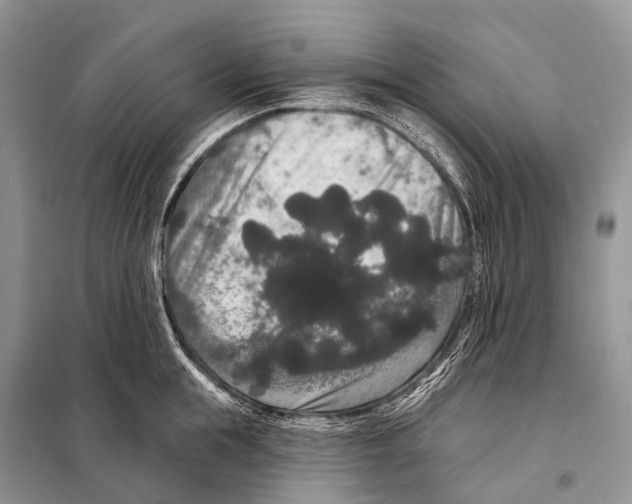 X0000097910855200804111111