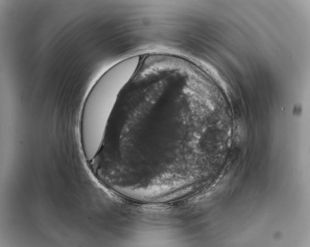 X0000097910863200804111111