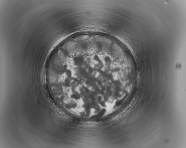 X0000097910925200804111109