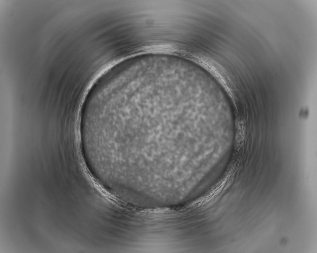 X0000097910939200804111109