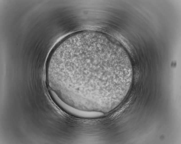 X0000097910940200804111109