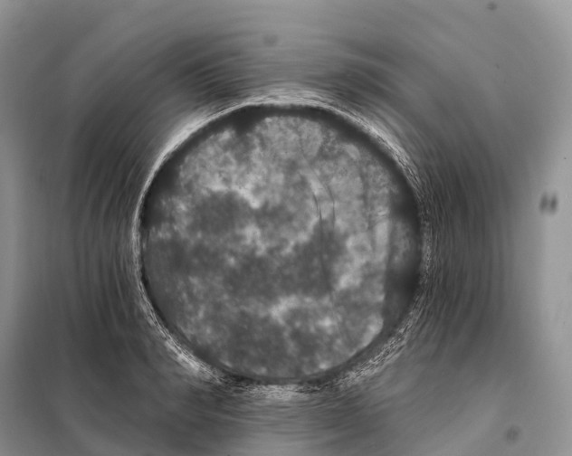 X0000097910990200804111108