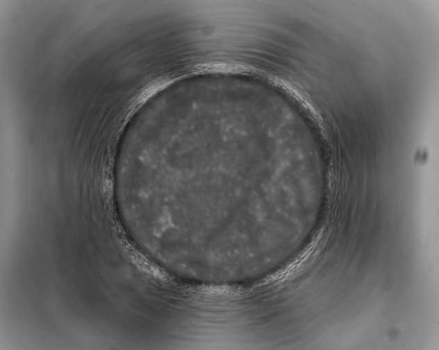 X0000097911025200804111107