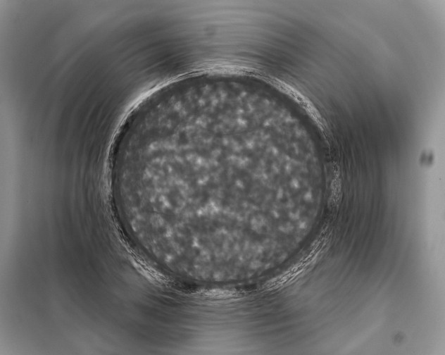 X0000097911027200804111107