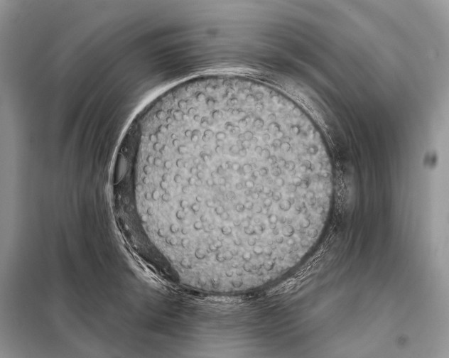 X0000097911044200804111107