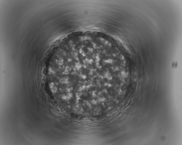 X0000097911063200804111106