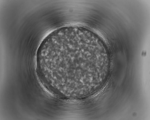 X0000097911079200804111106