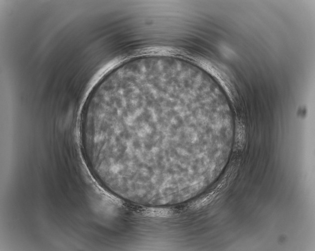 X0000097911090200804111106