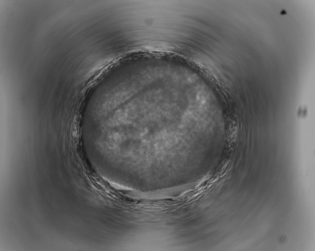 X0000097911110200804111105