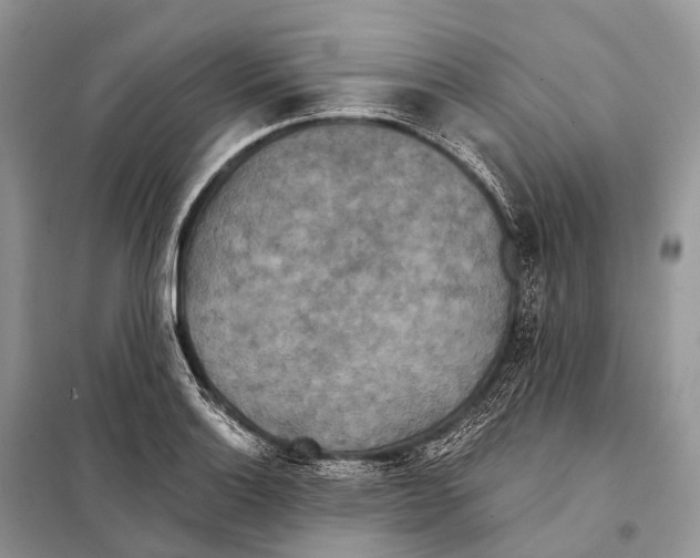 X0000097911132200804111105