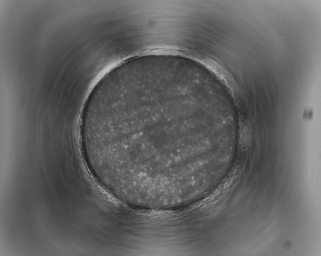 X0000097911325200804111102