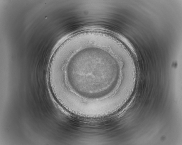 X0000097911338200804111102