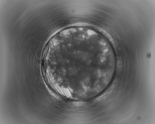 X0000097911425200804111100