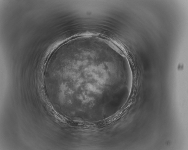 X0000097920337200803141446