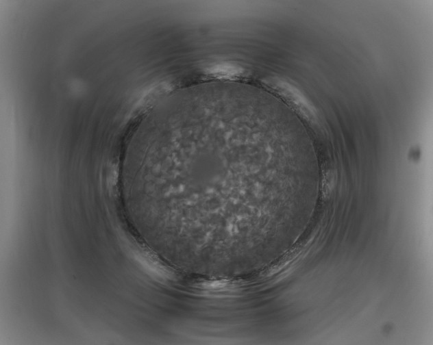 X0000097920365200803141446