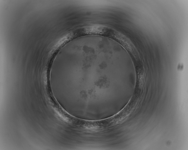 X0000097920729200803141440