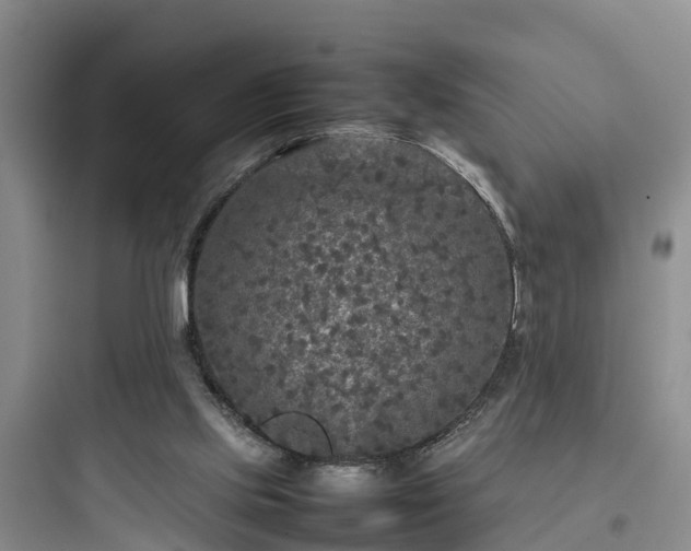 X0000097920061200803211537